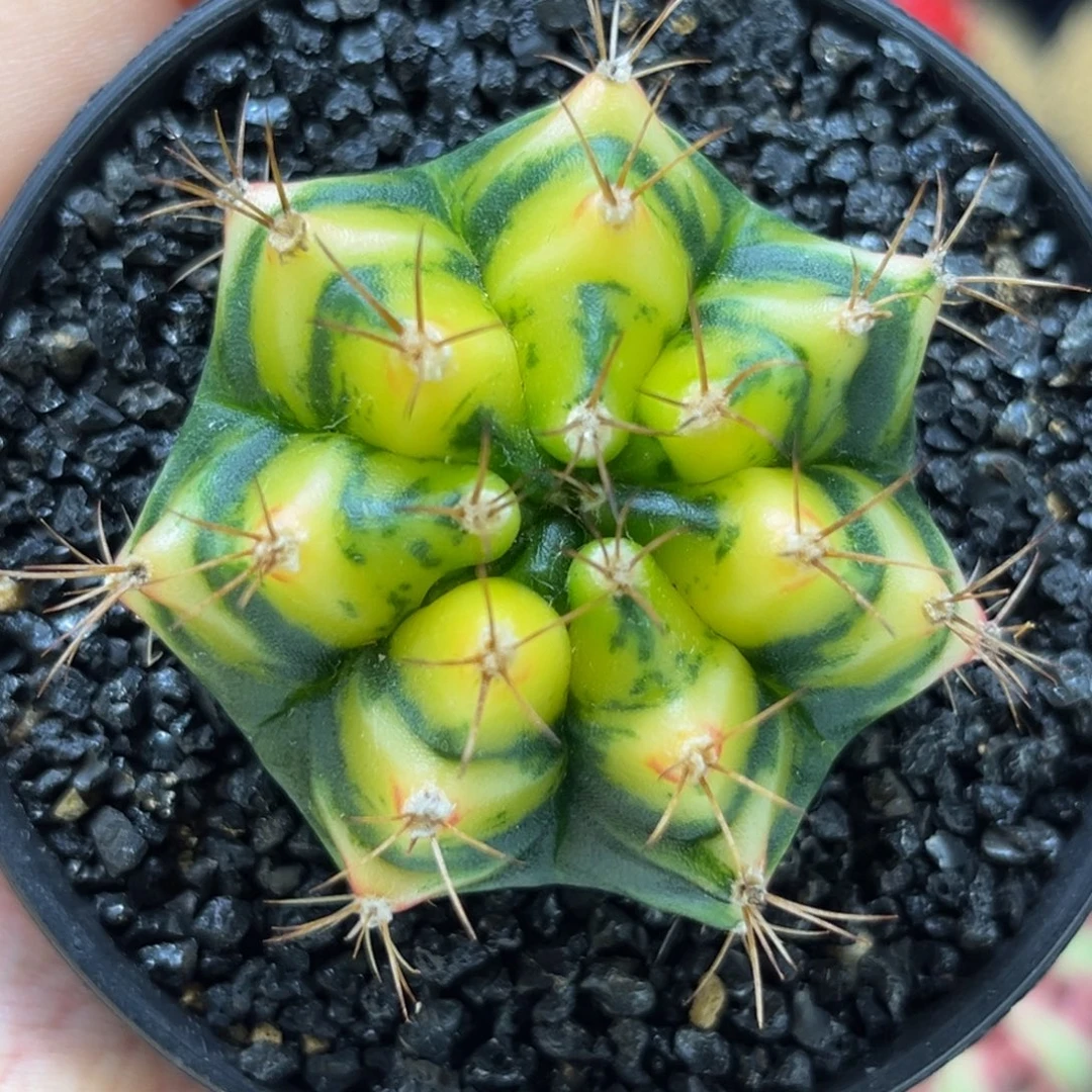 白花田 米哈仙人球
