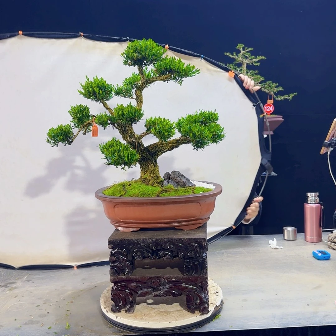 高端盆景艺术作品