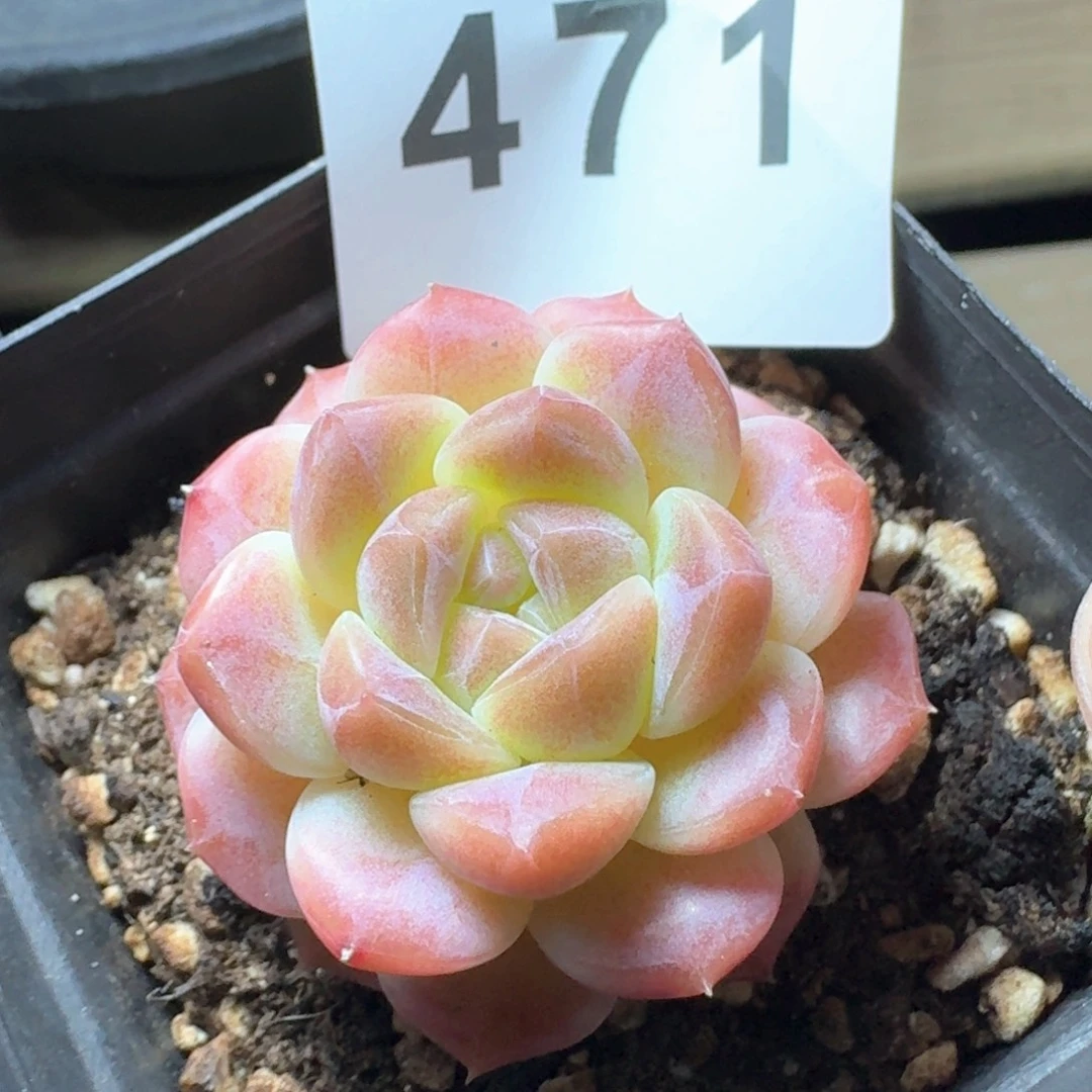 冰魄            精美多肉植物