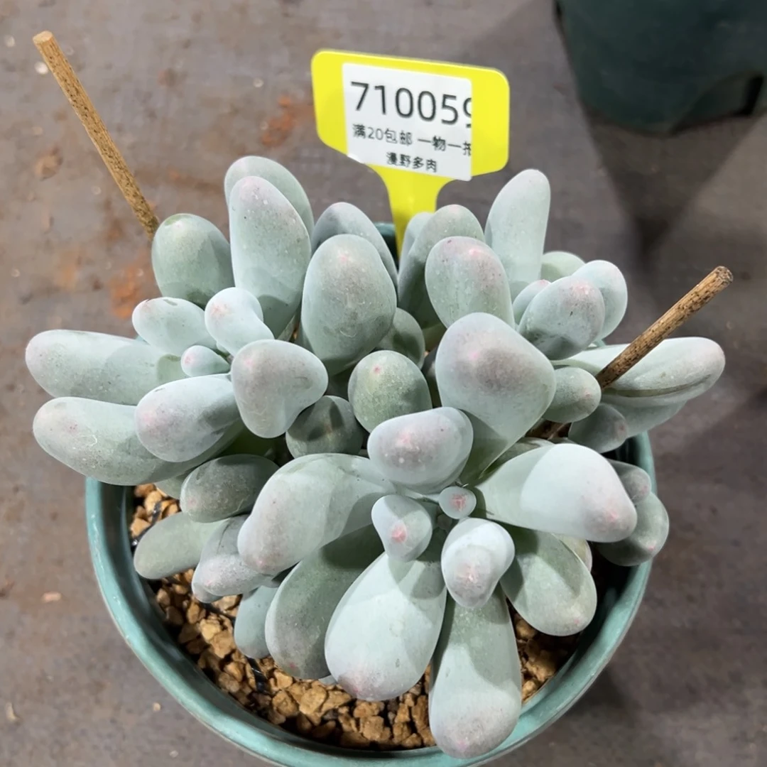 710059 米可奶群生