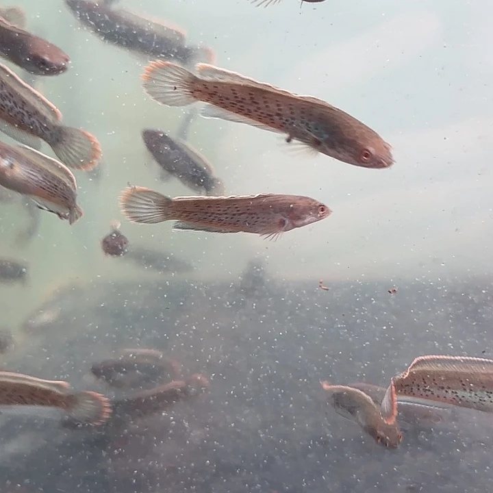 雷龙印尼小鬼王。 7号缸的鱼