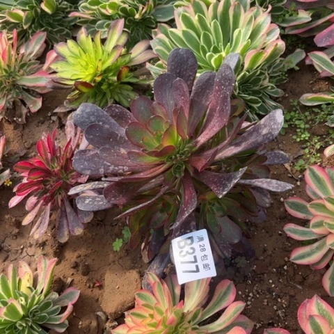 377爱神不包断枝