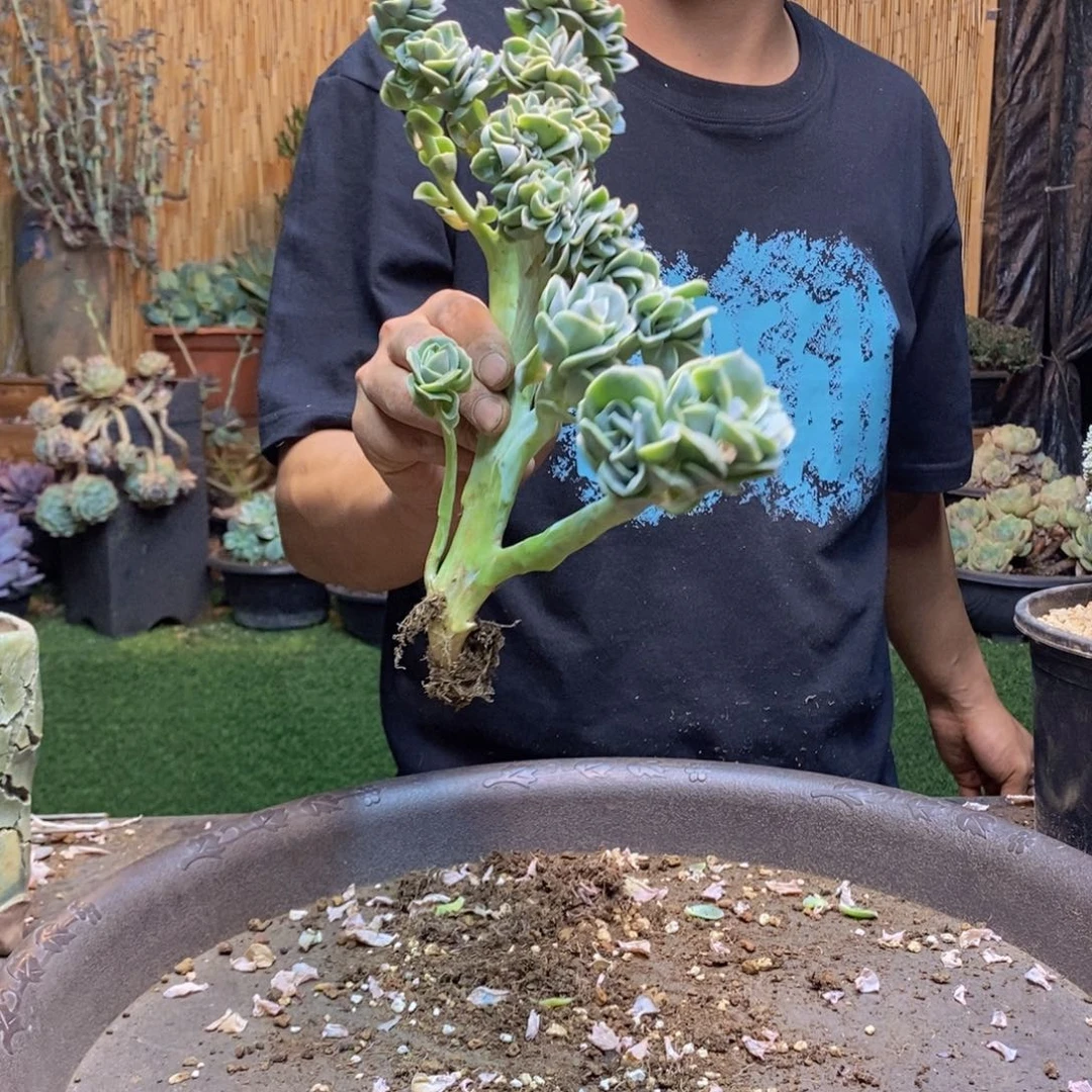 时**雨270 号可爱玫瑰