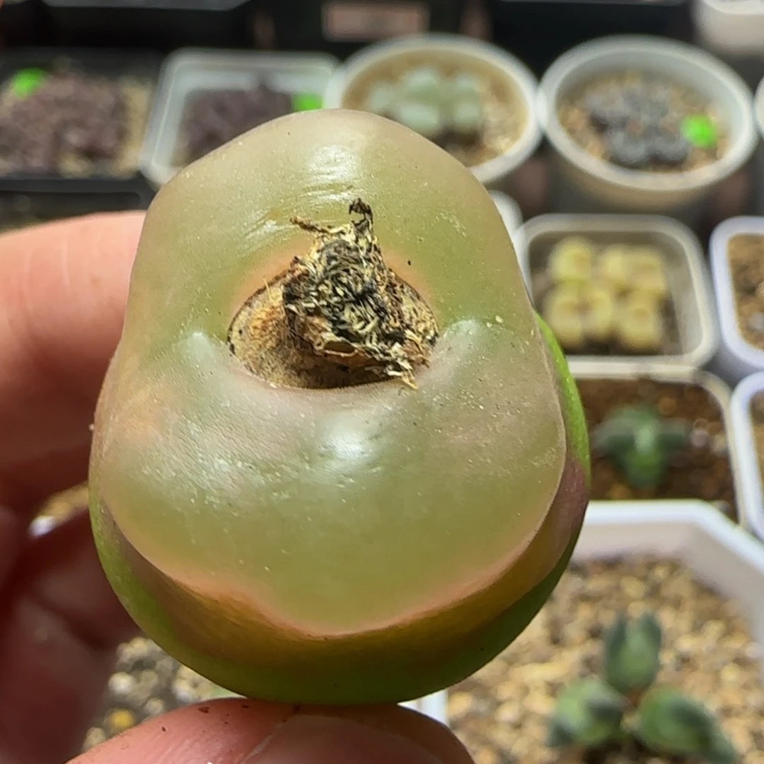 白窗漂亮多肉植物341