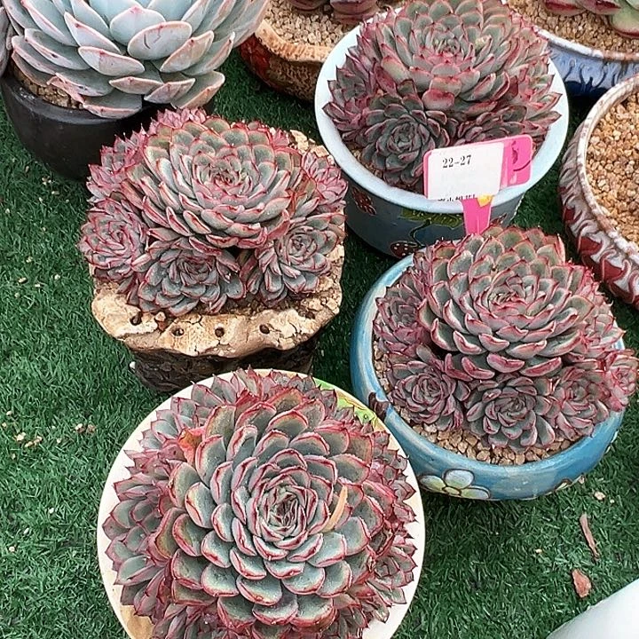 22.27荷花一个脱土