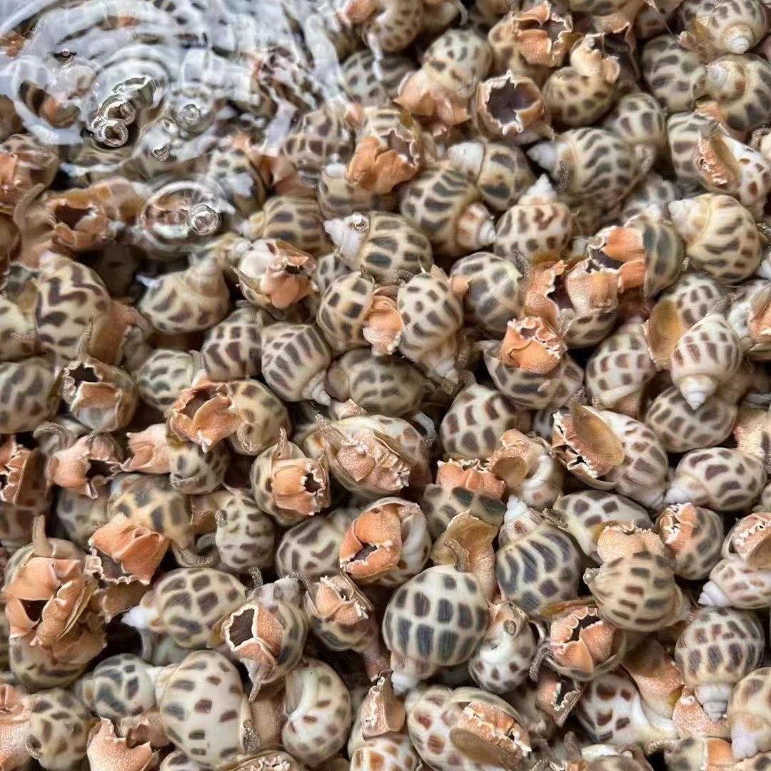 【鲜活海口大花螺海鲜1斤】，装水配送新鲜到家花螺同城送