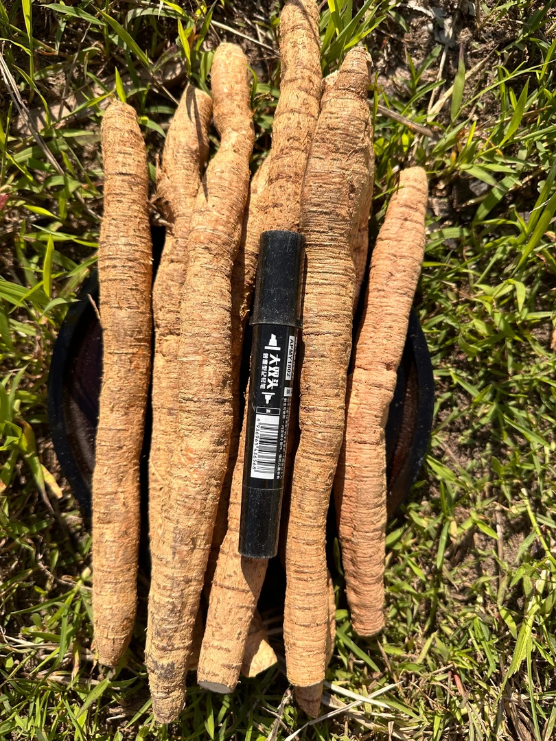 中牛新鲜现挖正宗牛大力煲汤泡酒优质生鲜食材