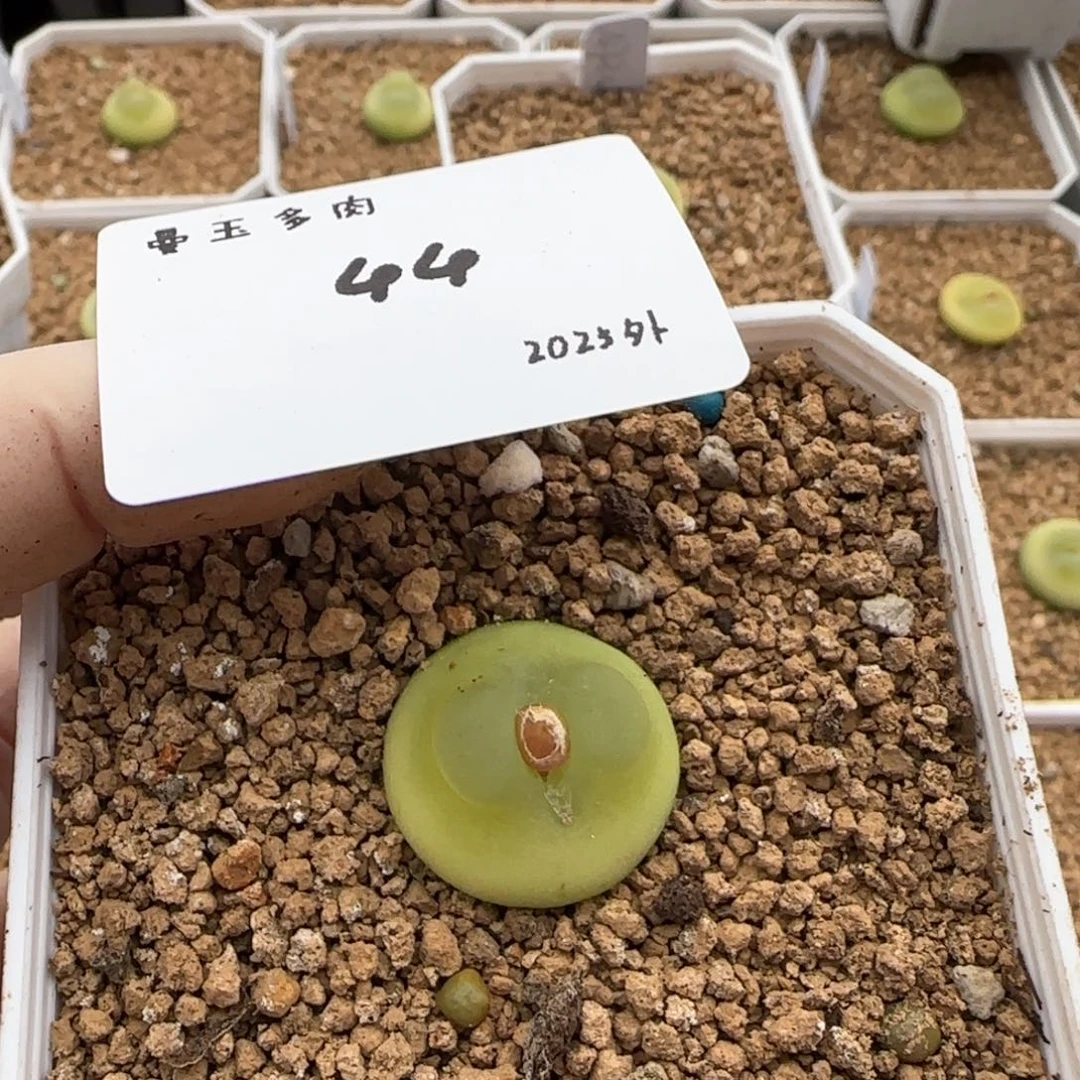 檐**铃多肉多肉多肉2025-044