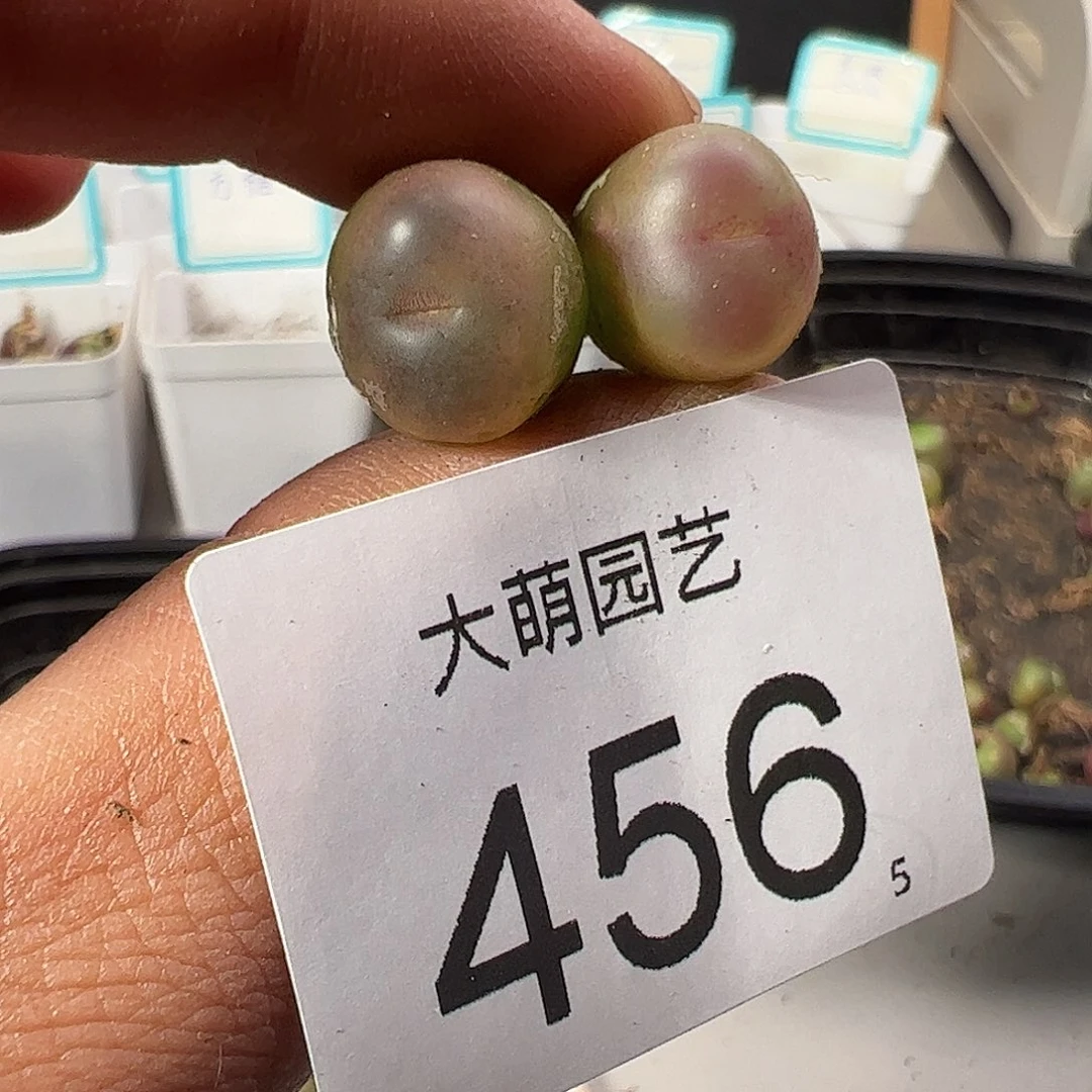 0000456 一物一拍……