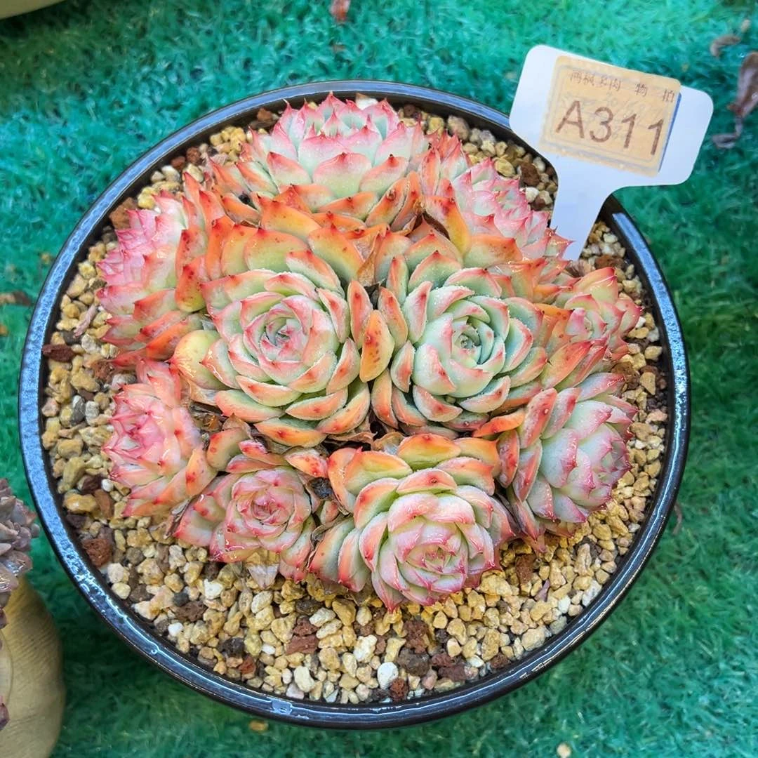 侧影，，，，，，，，，，，，，，，