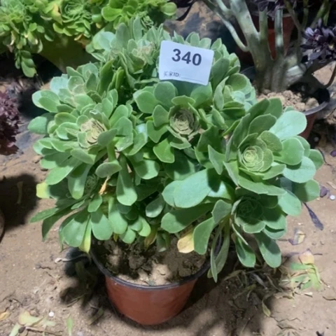 绿杨蓉缀一物一拍