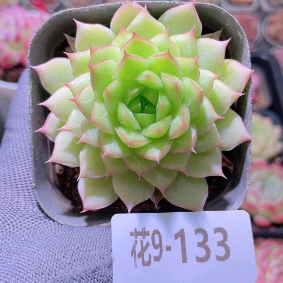 花利美 9-133女王