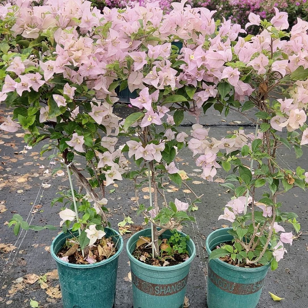 大部分花苞少量开放苹果花带竹一颗