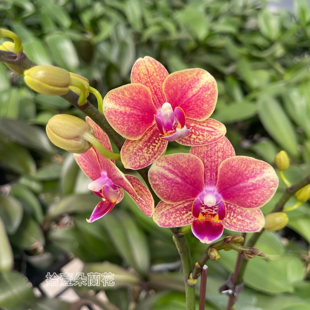 蝴蝶兰【金蝶】3寸开花株