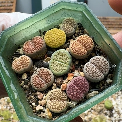 704清框特价巴厘彩套脱土