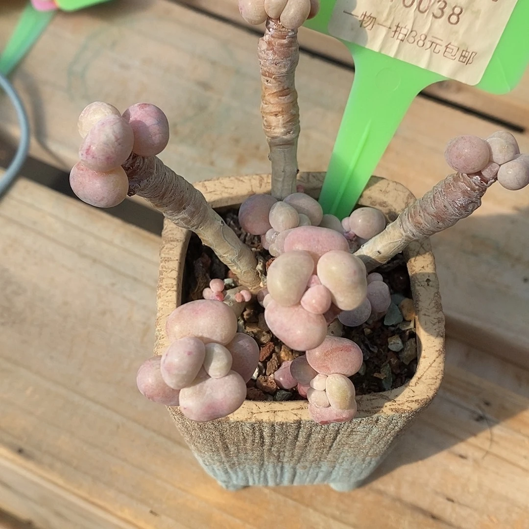 038提上去哦魔芋小雨我