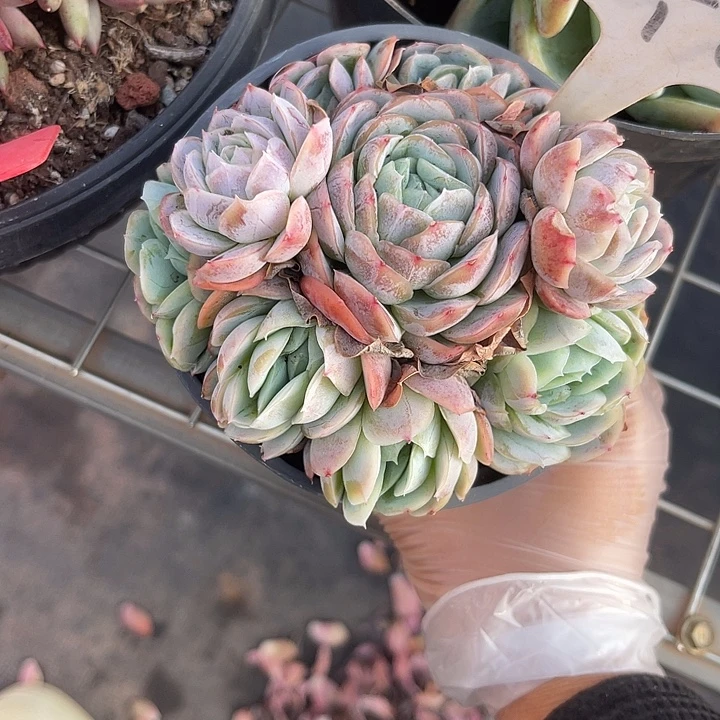 两单包邮，一物一拍6西娜