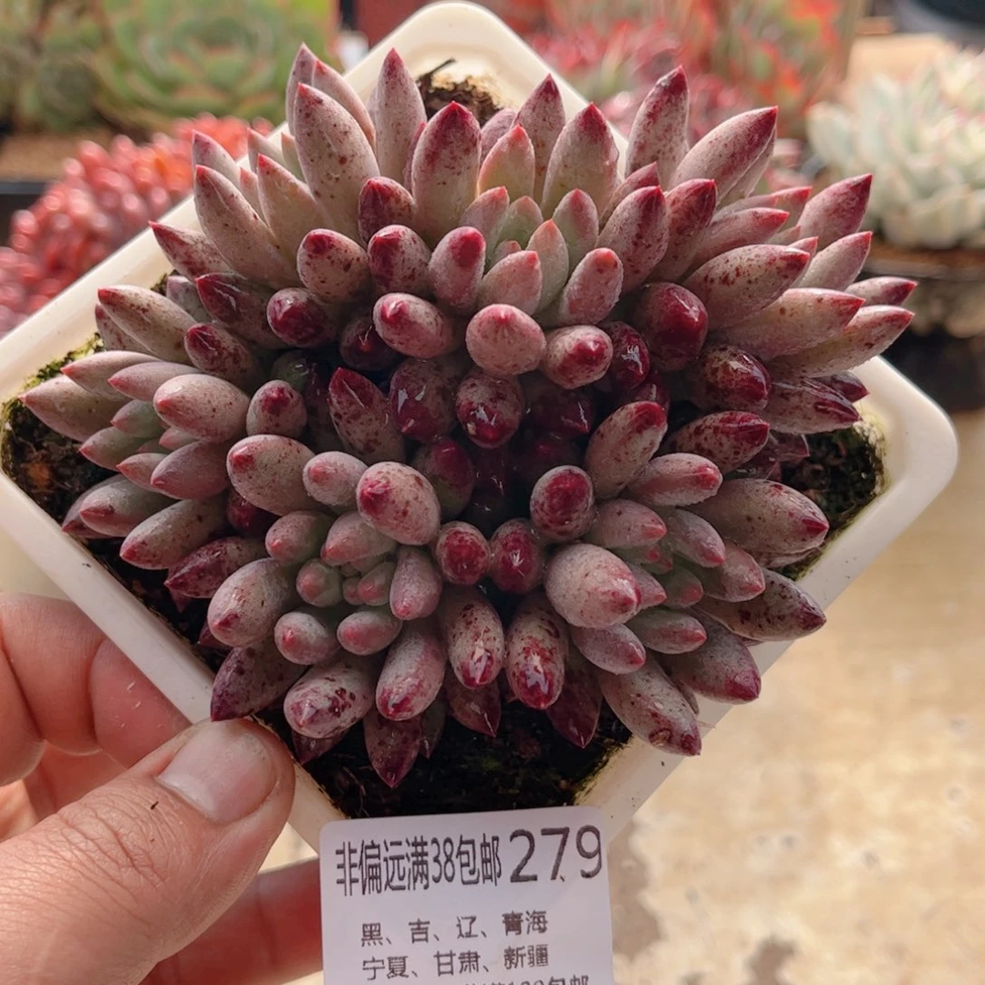 279流沙虞美人德华多肉