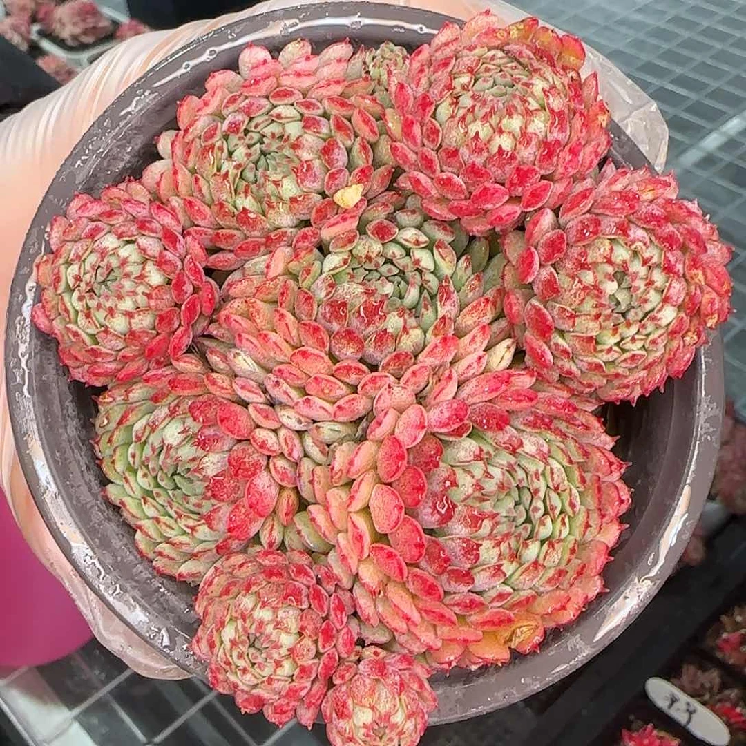 从前慢花园精选小红船