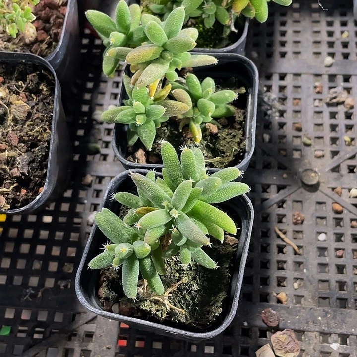 玉米枝干带盆土发