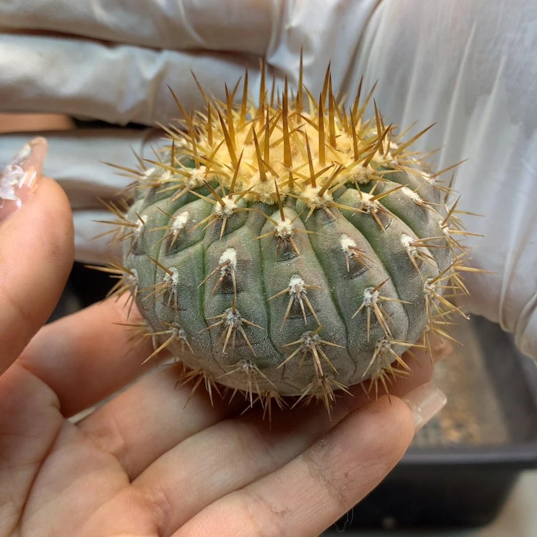 16号   金刺 孤龙(无根无木心)