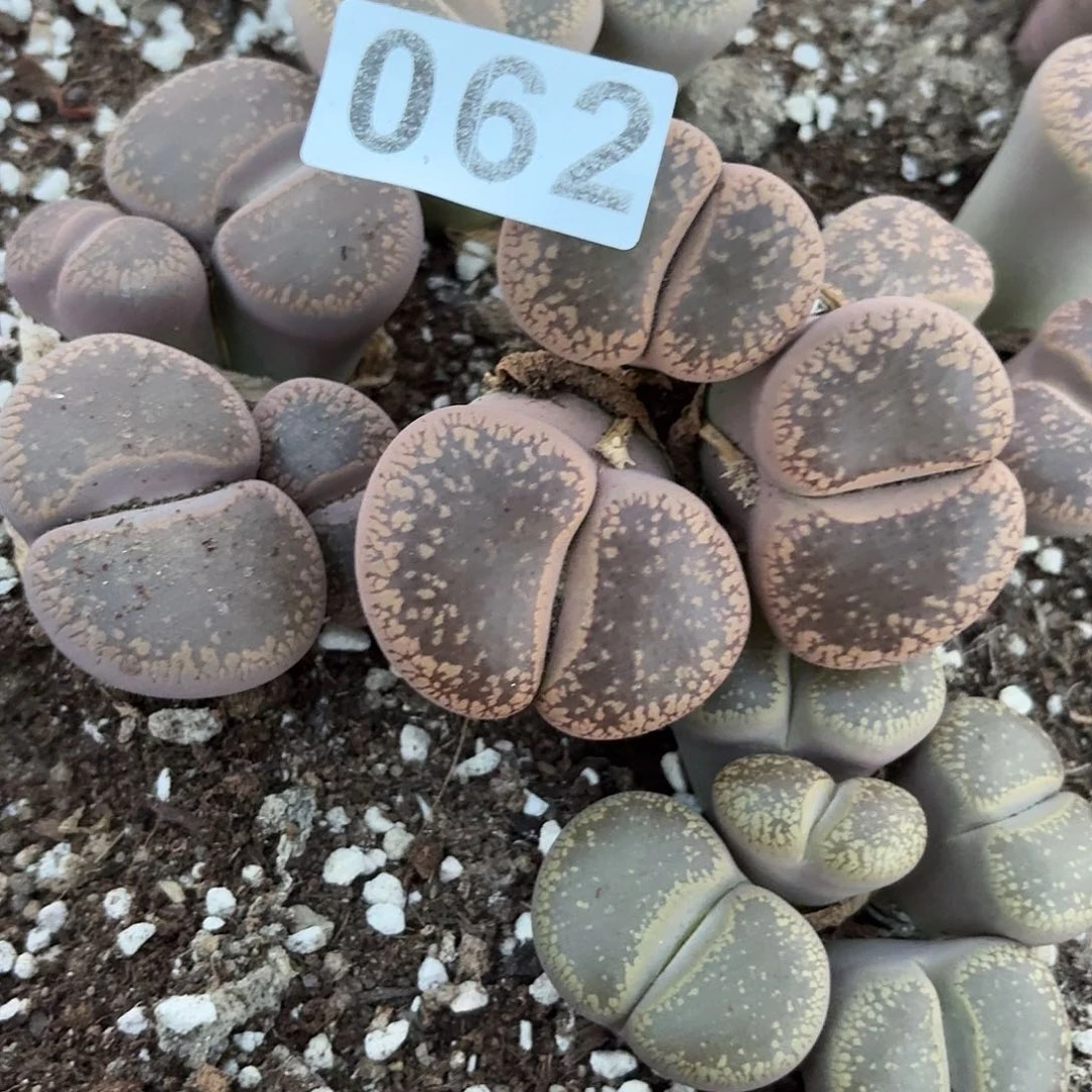 生石花一物一拍062