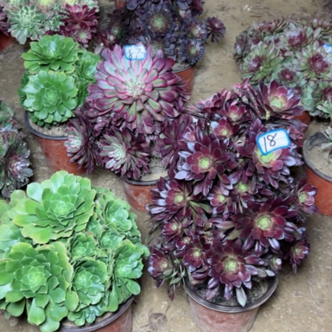 【闪购商品】m****0多肉植物两个18