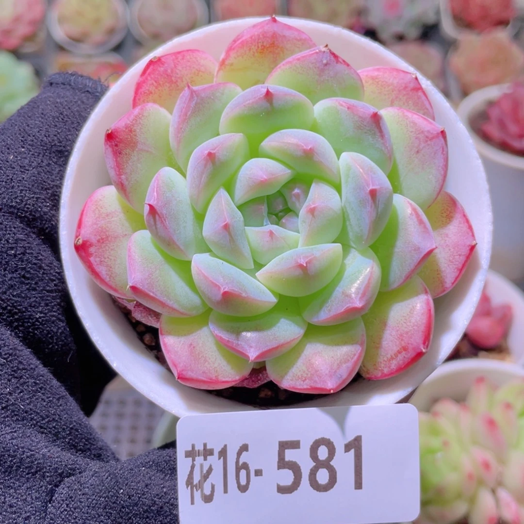 花利美16-581白桃汽水