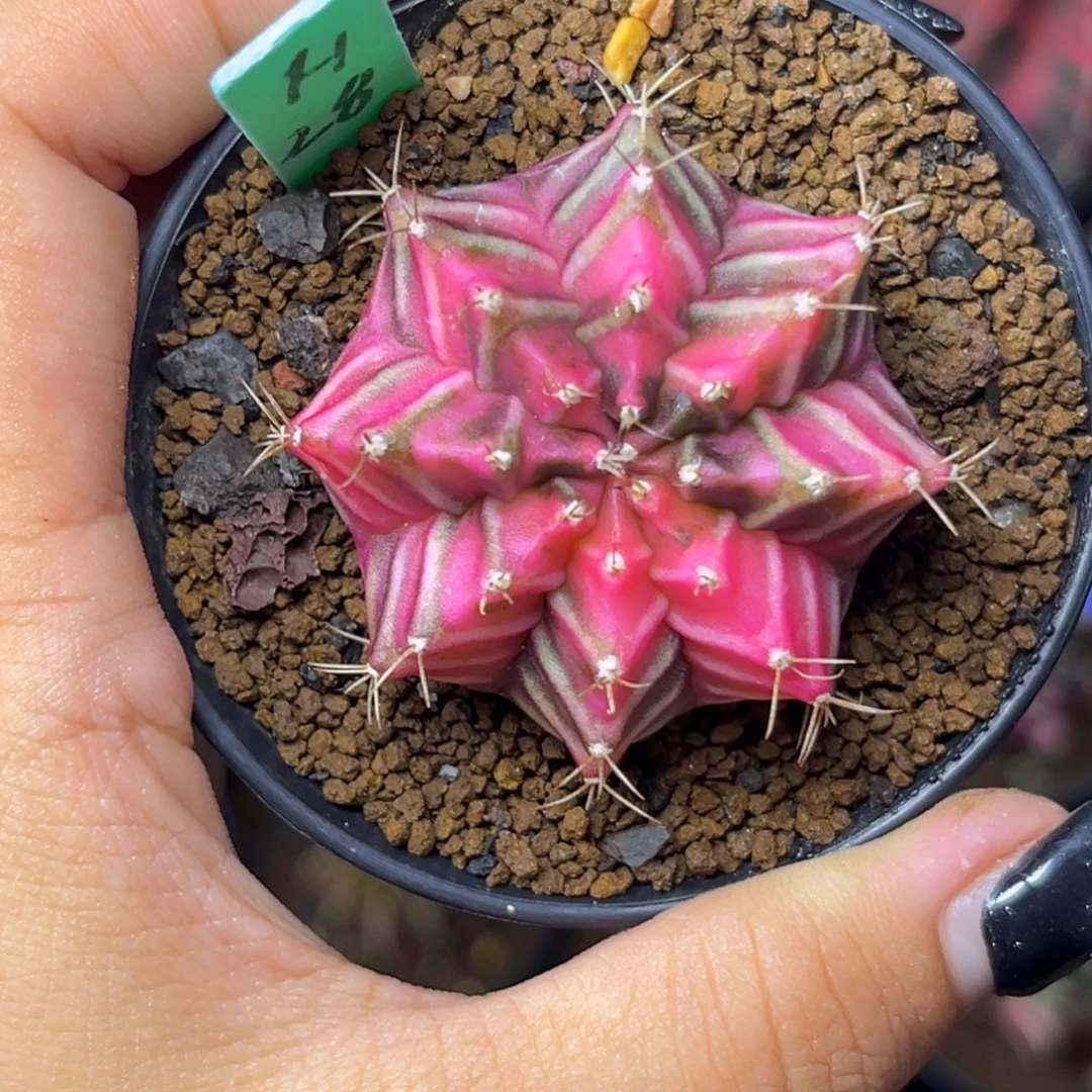 H28 泰系米哈锦 带盆土发货