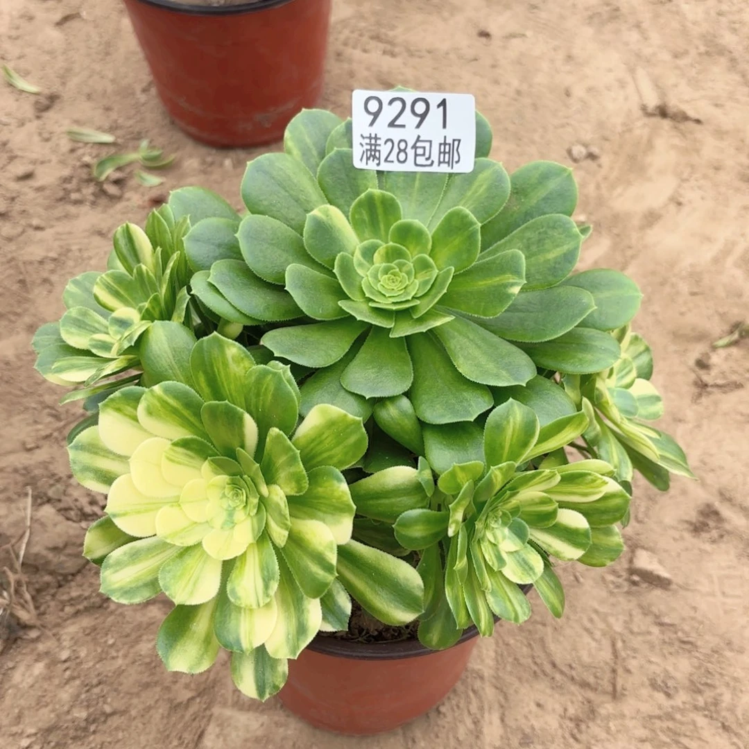 9291五彩琉璃多肉