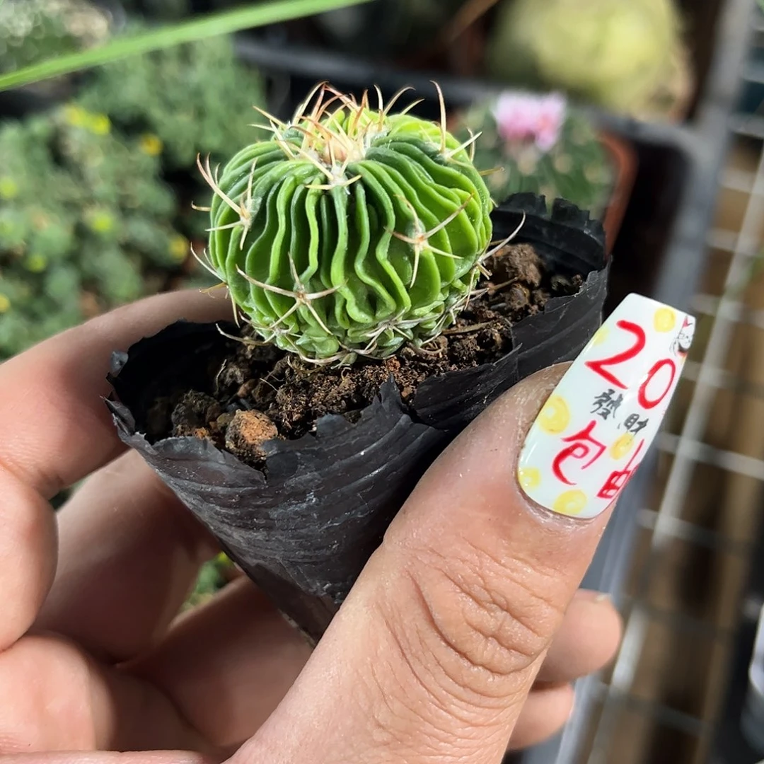 单头辛巴克单头发货有根