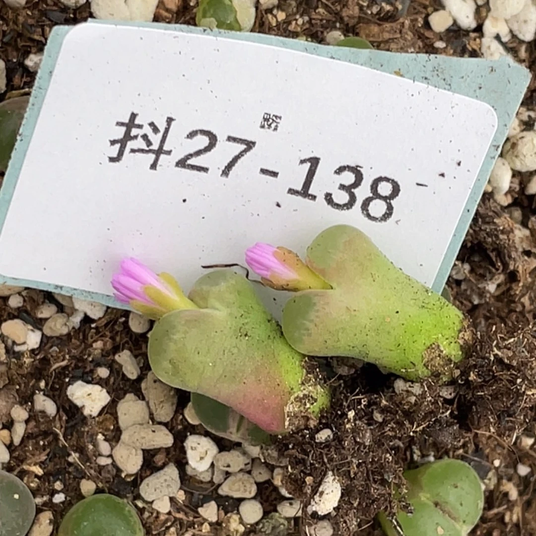 童***话27-138肉锥多肉植物