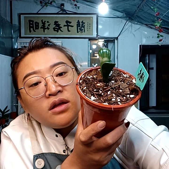 小青龙一个四片叶