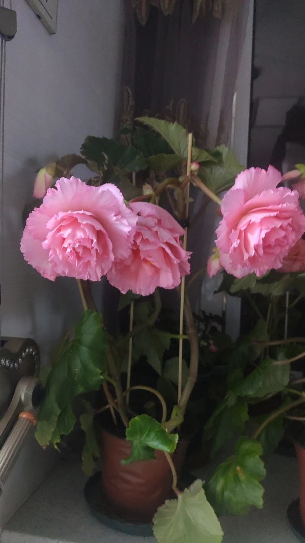 夫妻海棠贵妃粉杂粉小苗