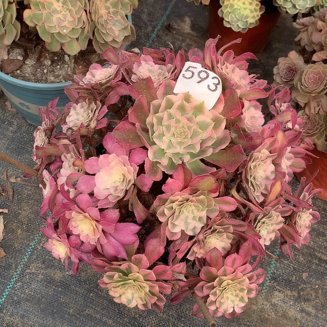 593.红铜白多肉植物