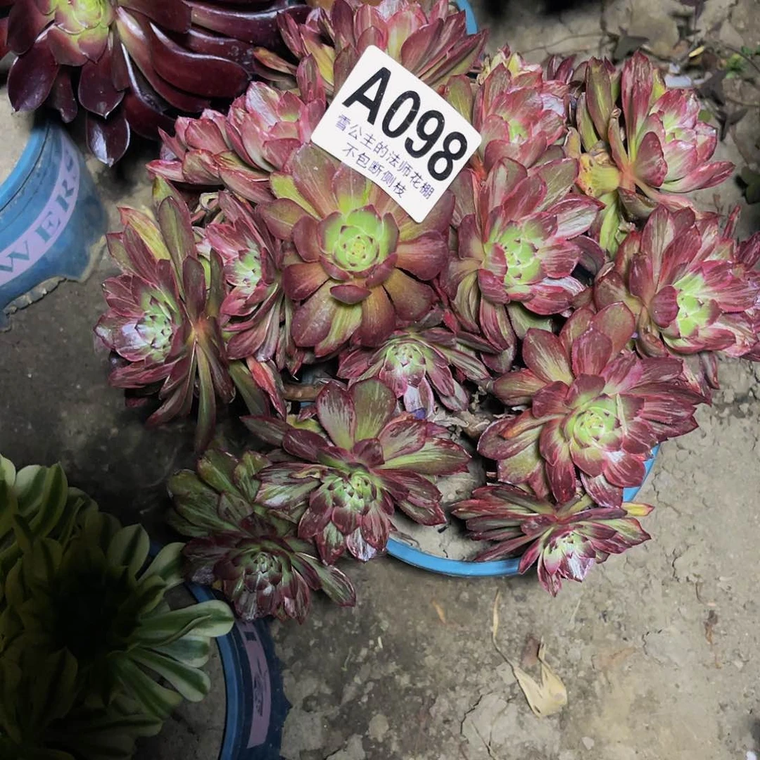 法师法师13-43包邮法师