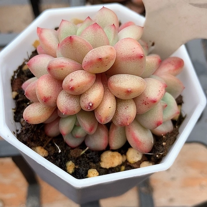 多肉植物1034多肉