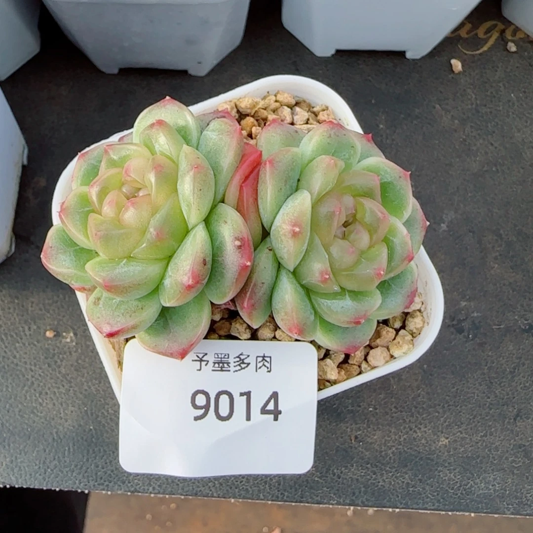 财富密码，9014多肉植物