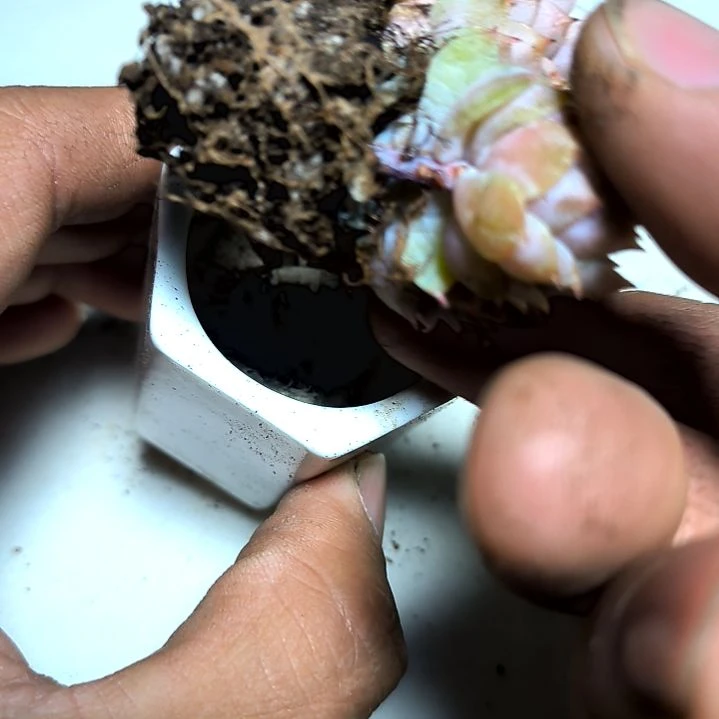 满6元包邮，静夜群