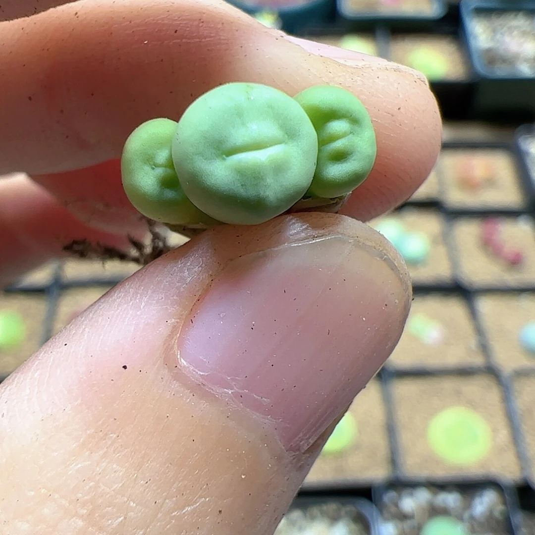 【闪购商品】298 1380B腿长
