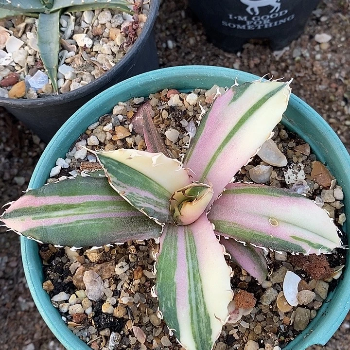 正版白鲸特殊锦。