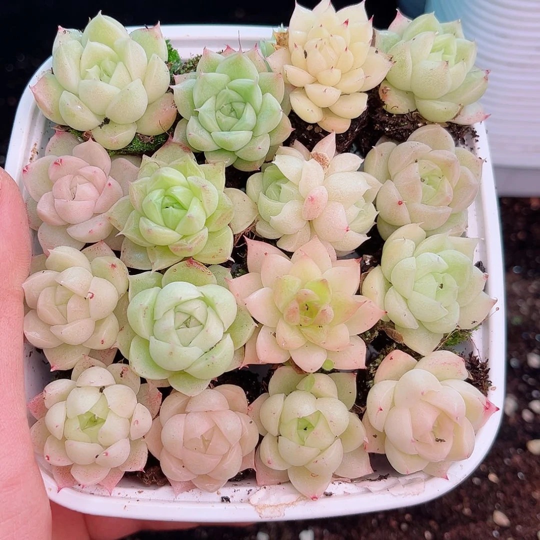 小**学1-149 新疆西藏内蒙不发12.8包邮