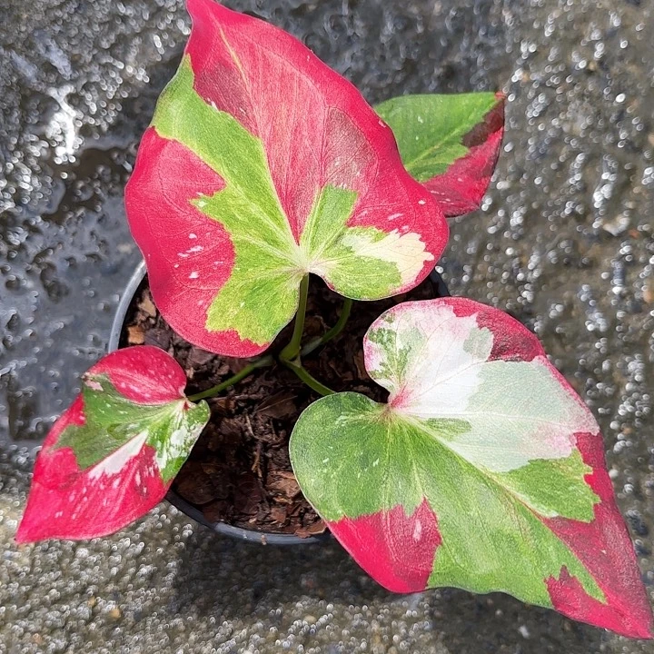 吐****5-1023Nano彩叶芋泰国