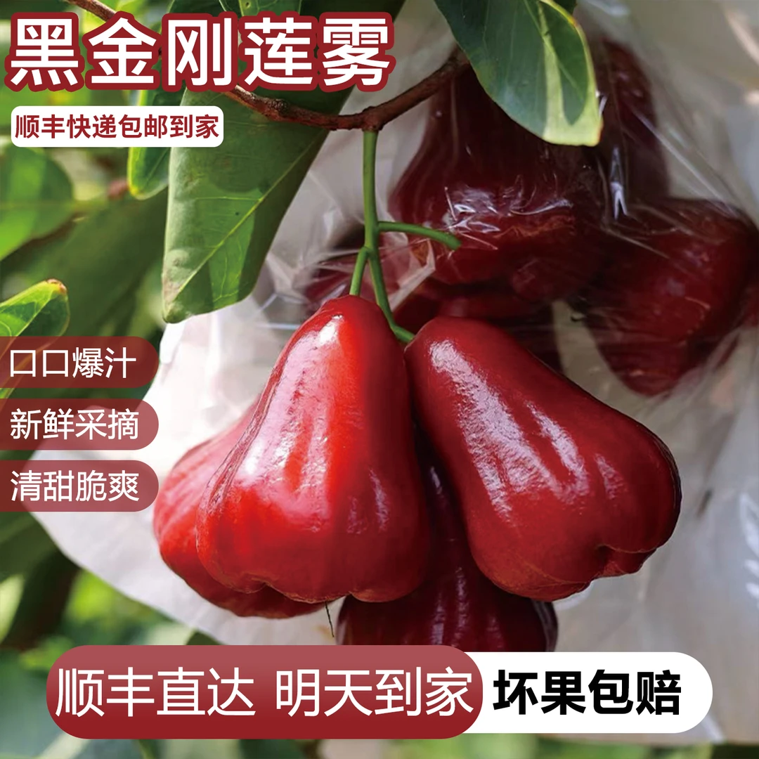 明日达【顺丰冷链】4斤黑金刚莲雾海南清甜多汁脆爽应季高端水果新鲜热带水果孕妇整箱发货海南黑金刚海南省