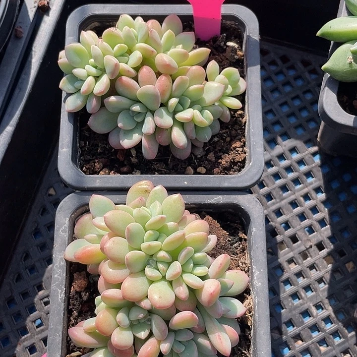 两盆冰清玉洁缀化58