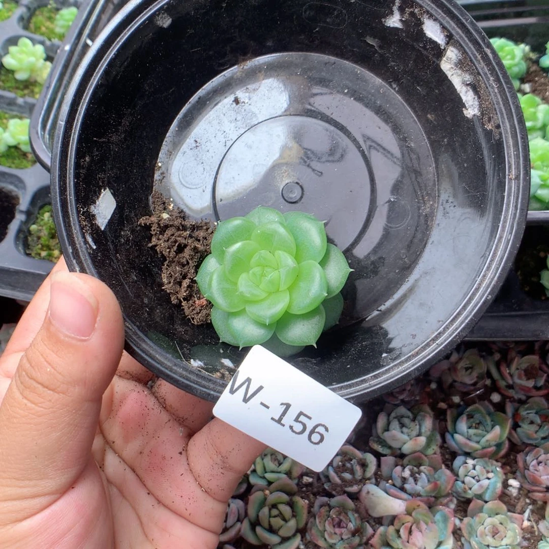 天***姿无花朵W156英语英语
