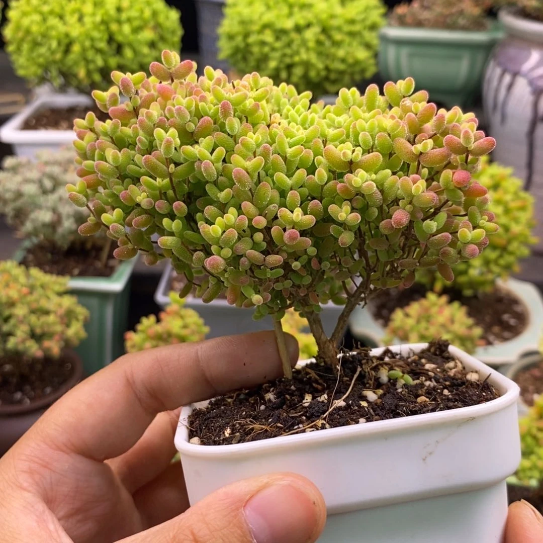 701蜜桔糖球爱心。