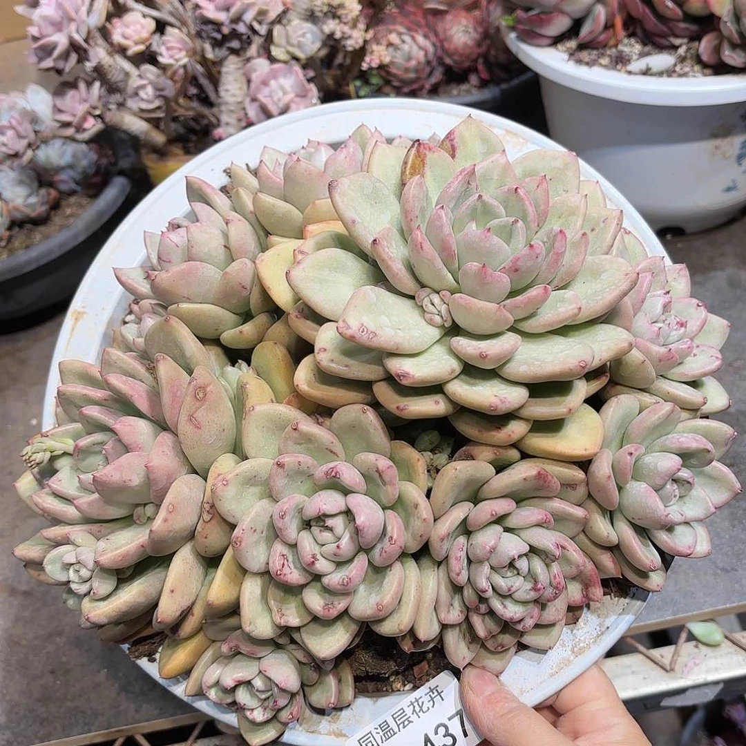 同温层多肉奶油鳄梨437