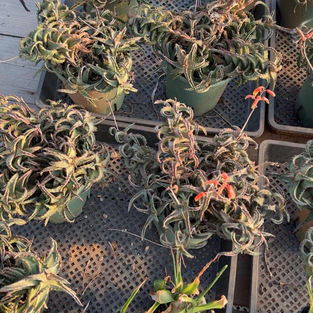 白***i强刺宽叶卡萨帝 芦荟