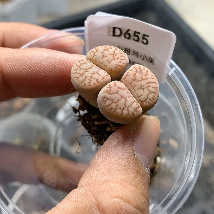 D655多肉植物保护